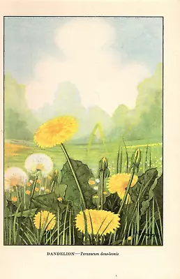 1926 Vintage WILD FLOWER  DANDELION  GORGEOUS COLOR Art Print Lithograph • $7.50