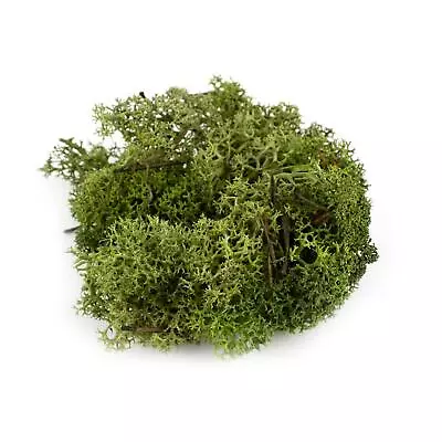 Dark Green Lichen Moss Foliage 100g  Model Railway Wargame Scenery Trees Basing • £7.99