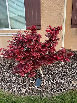 Red And Green Japanese Maple Trees 1-2’ Tall - 2 Trees • $15