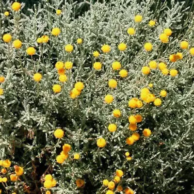£14.99 • Buy 6 Cotton Lavender 'Santolina Chamaecyparissus Plug Plants