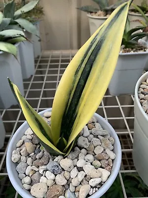 Sansevieria Golden Flame In A 15 Cm Pot • $30