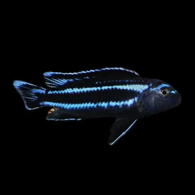 Bluegray Mbuna Cichlid | Pseudotropheus Johannii | Lake Malawi Cichlid • £0.99