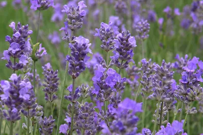 Lavandula Angustifolia Hidcote Blue Lavender 100 Seeds 4L • £11.25