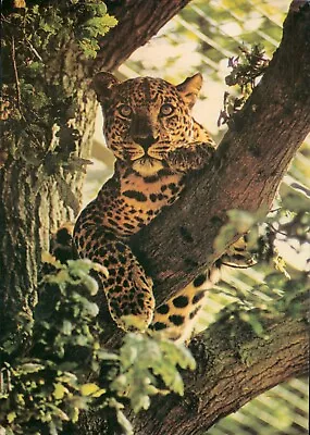 Leopard Marwell Zoological Park Winchester (Beric Tempest Colourcard) • £3.99