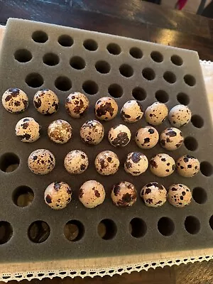 Franz Homestead (24) Free Shipping  Mixed Quail Hatching Eggs • $28