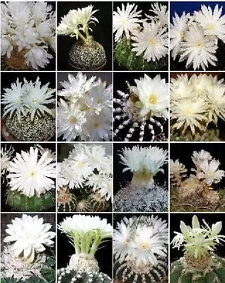 Discocactus Variety MIX Cactus Cacti Rare Seed 20 SEEDS • $8.99