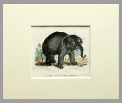 £24.53 • Buy (P1) 1863 Original Antique Engraving Hand Colored MAMMALS  (05147)