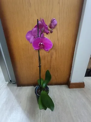 $30 • Buy Phalaenopsis Orchids Z4 X Spotty Dotty Butterfly Flowering Size 