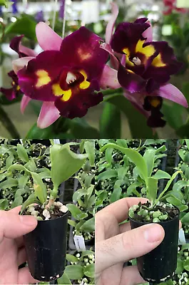 $12 • Buy RON Cattleya Orchid Rth. Chomyong Beauty MERICLONE 50mm Pot Size