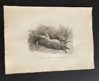 £9.99 • Buy Etching By Samuel Howitt HARE & BIRD