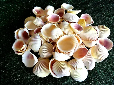 15 X WHITE YELLOW PINK PACIFIC COCKLE SHELLS 3 - 4 CM Clam Shell Craft Display • £3.95