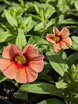 Calibrachoa Superbells Mango Punch Basket Plants 3x PLUG PLANTS- FREEPOST • £8.25