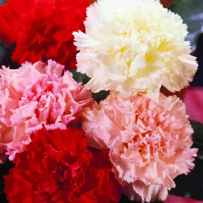 50 Mixed Carnation Seeds Scented Chabaud Garden Coloured Flowers To Plant & Grow • £3.49