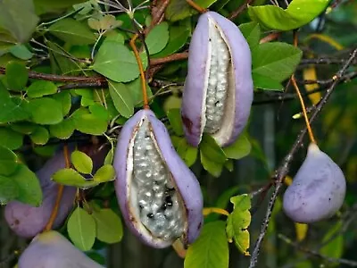 Chocolate Vine {Akebia Quinata} 'Purple Bouquet' | Edible 5 Seeds Free Shipping! • $4.29