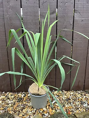 Yucca Filamentosa - Needle Palm In 2lt Pot Hardy Evergreen Shrub White Flowers • £20