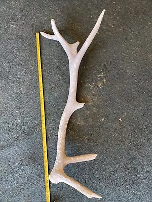 ELK Antler Shed Rack Head HornsTaxidermy Skull Plate Deer Moose • $30