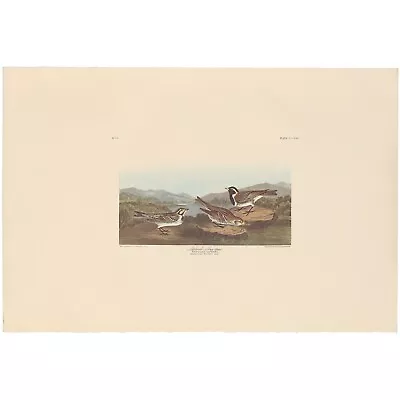 $100 • Buy Audubon Amsterdam Ed Dbl Elephant Folio Lithograph Pl 365 Lapland Long Spur