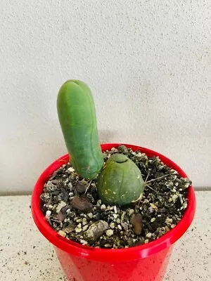 Bridgesii Monstrose- 'Penis Cactus' For Exquisite And Compact Succulent Plant • $45.45