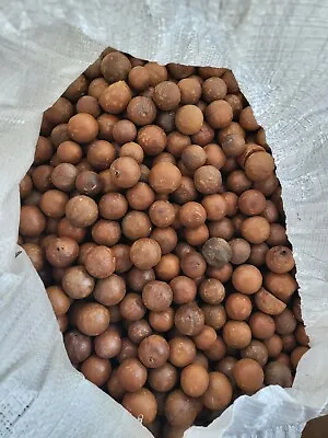 FRESH Organic Macadamia Nuts HAWAII 5 POUNDS FRESH 03/24 Husked In Shell • $44.99