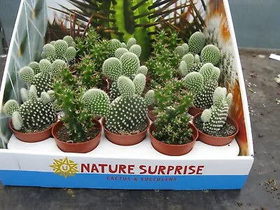 £9.99 • Buy Opuntia Pailana Cactus CACTI House Tropical Plant Opuntia Subulata 5.5cm Pots X5