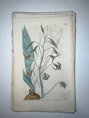 £17.70 • Buy 19th Century Edwards Botanical Register Hand Colored Engraving Flowers #156
