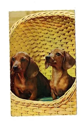 Dachshunds In A Basket - Dog Postcard • £2.99