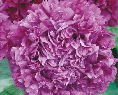 £1.50 • Buy Poppy Peony Purple Passion 50 Seeds