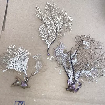 Natural Mini Purple Sea Fan/ Soft Coral.                   ** ( Lot Of 3)** • $56.01