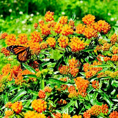 MILKWEED Asclepias ORANGE Monarch Butterfly Host Plant Perennial USA 100 Seeds! • $5.48