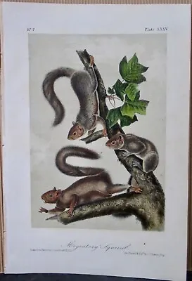 Migratory Squirrel Audubon Octavo Edition 1850 Hand Colored  Litho J.t.bowen • $109.95