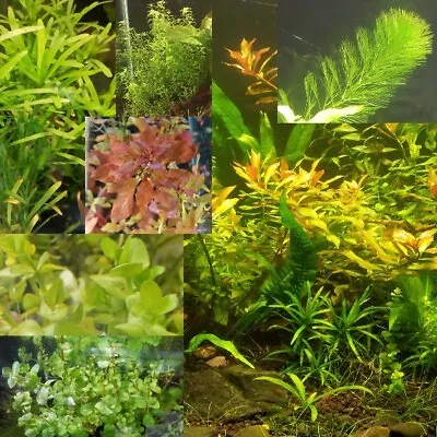 Random Value Plant Combo 15+ Plants - Aquarium Live Water Aquatic Fish Shrimp • $15.85