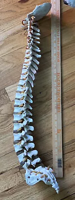 Spine Model VTG? 26” Life Size Spinal Cord Model With Vertebrae And Nerves • $70