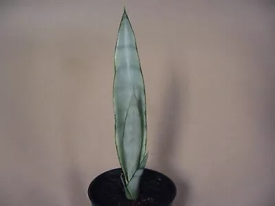 Sansevieria Trifasciata  Silver Queen  --- Rare Succulent • $15.99