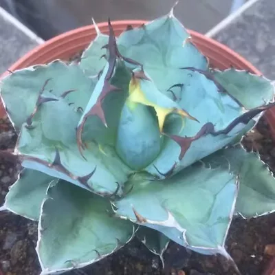 5CM Succulent Live Plant Agave Titanota Blue Whale Agavaceae Home Garden Rare • $56.09