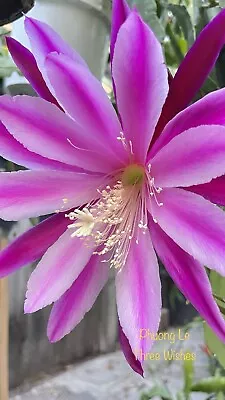 Epiphyllum Orchid Cactus “Three Wishes” 8inch Cutting Stem Unrooted. • $8