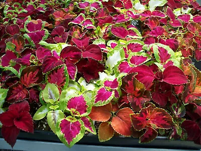 50 Coleus Rainbow Mix Seeds - Mixed Colour Coleus - 50 Seeds • £3.49