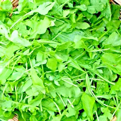 2000+ Arugula Seeds Spring Vegetable Garden Salad Greens Herbs Microgreens Bulk • $3.19