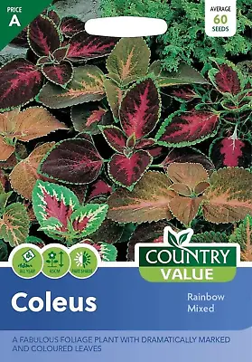 Coleus Rainbow Mixed Seeds By Country Value • £2.75