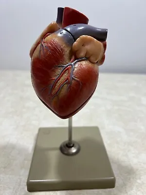 VINTAGE SOMSO Two-Part Heart Anatomical Model  W. -  Germany • $424.99