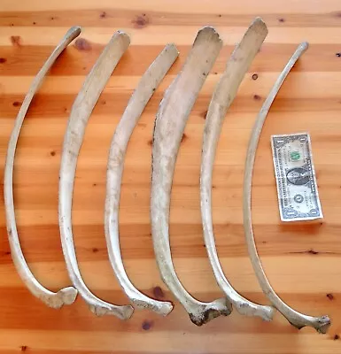 Lot Of 6 Domestic Cow Cattle Rib Bones • $11.95