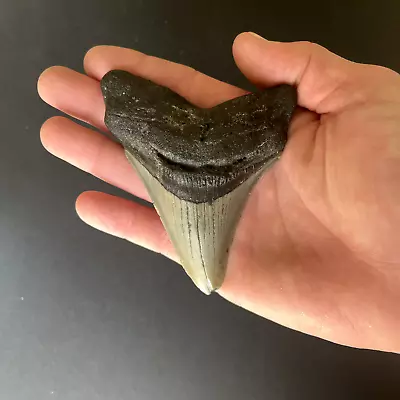 Authentic Megalodon Shark Tooth All Natural (3.99  X 3.16 ) • $19.88