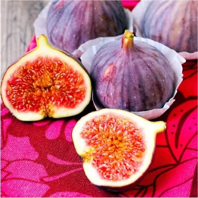 Violette De Bordeaux Fig - Ficus Carica - Live Plant • $21.99