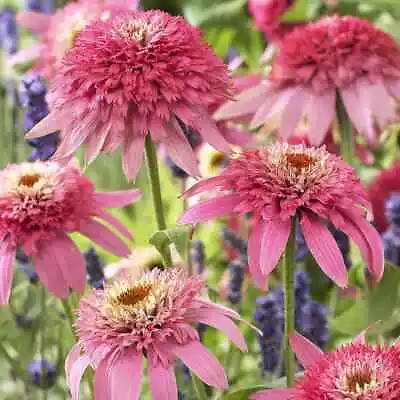 3x Echinacea 'Pink Double Delight' Hardy Perennial Jumbo Plug Plants - Pre-order • £99