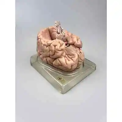 Vintage Somso Germany Anatomical Teaching Model | Human Brain | 6 Parts | Oddity • $325