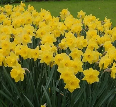 (5) King Alfred Large  Cupped Daffodil Bulbs Please Check Our Other Bulbs • $6.95