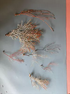 CORAL SEA FANS/WHIPS - Lot Of 7 • $25.99