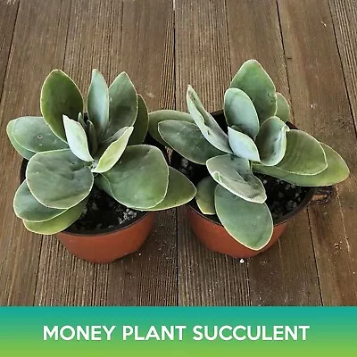 Money Plant Succulent Seeds Crassula Obvallata • $5.99