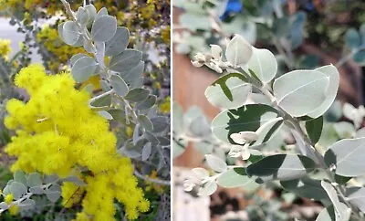 Queensland Silver Wattle (Acacia Podalyriifolia) | 20+ Seeds | Same Day Dispatch • £3.99