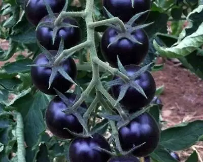 Rare Blue Tomato Indigo Blue Seeds UK SELLER   • £3.49