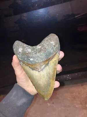 5.44 Inch Megalodon Tooth Fossil Diver Direct Found By Me DEEP SEA NC MEG LEDGE • $76